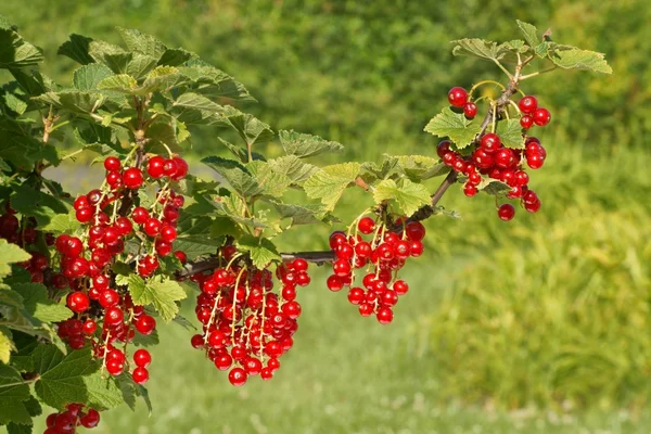Червона смородина, фрукти на гілці дерева в саду — стокове фото