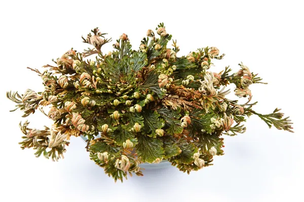 Rose, jericho (selaginella lepidophylla), yanlış rose of jericho, bilinen diğer adları dahil jericho gül, diriliş moss, dinozor bitki, siempre viva, taş çiçek, doradilla, diriliş bitki