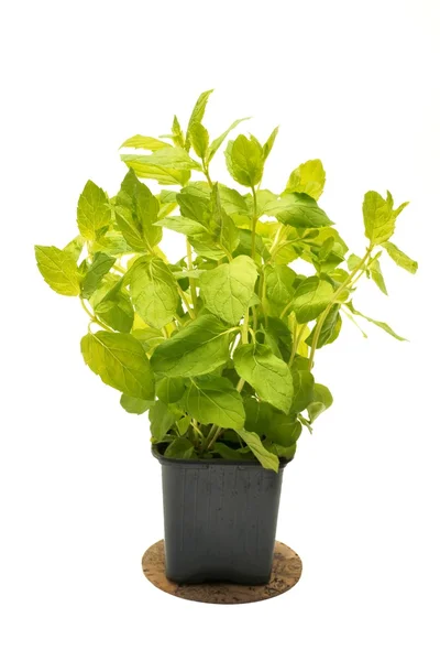Mint in flowerpot on a white background — Stock Photo, Image