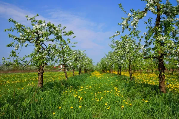 Orchard, blooming apple trees, spring — Stock Photo, Image