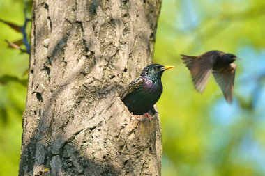 kuş yuvadan içi boş, baharda giden Avrupa starling olarak veya sadece starling, Britanya Adaları da bilinen yaygın starling (sturnus vulgaris)