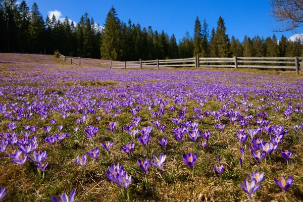 Crochi in primavera su un prato di montagna nei Monti Tatra, Polonia — Foto Stock