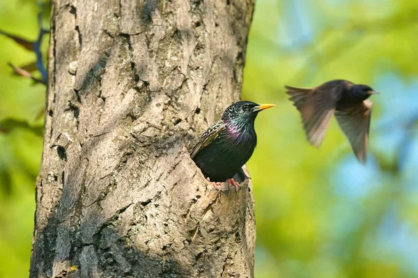 Gemeiner Star (sturnus vulgaris), auch bekannt als der europäische Star oder auf den britischen Inseln nur der Star, Vögel, die aus dem Nest in einem hohlen, frühlingshaften — Stockfoto