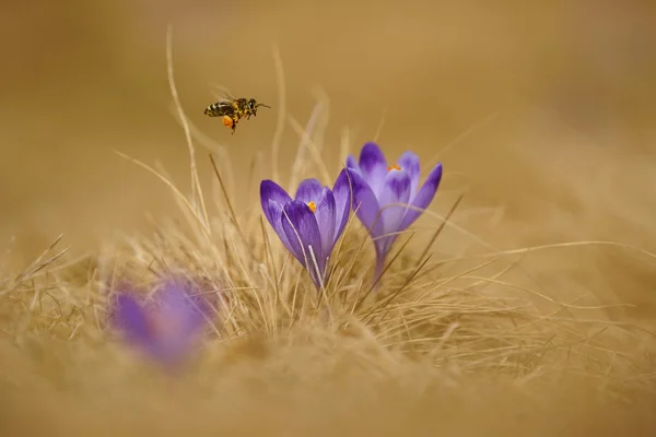Mézelő méh (apis mellifera), a méh repül át a krókuszok tavaszán egy hegyi rét a Tátra, Lengyelország — Stock Fotó