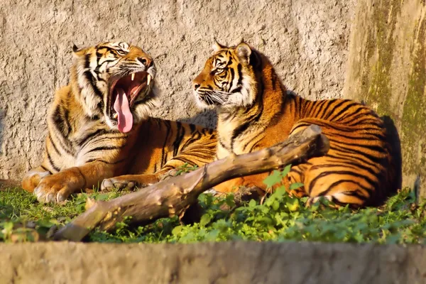 Тигр (Panthera felris), самка и самец, демонстрирующие тусклый вид — стоковое фото