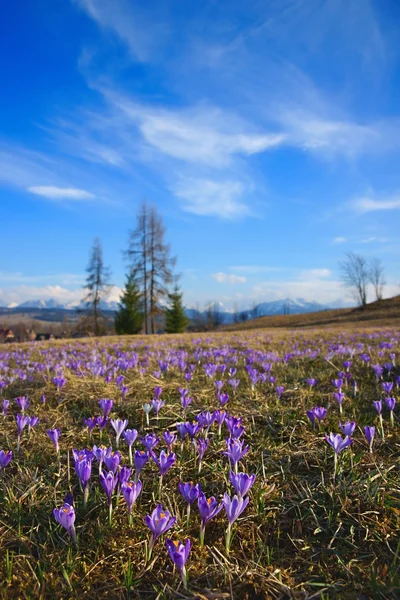 Crochi in primavera su un prato di montagna nei Monti Tatra, Polonia — Foto Stock