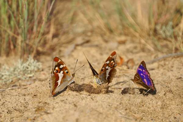 Lesser Purple Emperor (Apatura ilia), butterflies feeding on feces — Stock Photo, Image