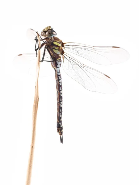 Dragonfly, μεταναστών hawker (aeshna mixta), σε λευκό φόντο — Φωτογραφία Αρχείου