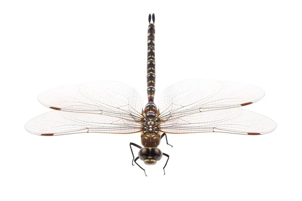 Dragonfly, Migrant Hawker (Aeshna mixta), sobre um fundo branco — Fotografia de Stock