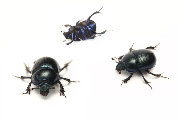 Spring beetle (Geotrupes vernalis) — Stock Photo, Image