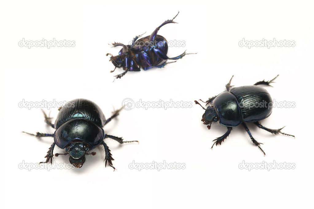 Spring beetle (Geotrupes vernalis)
