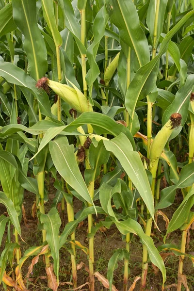 Corn growing in field — Stock Photo, Image