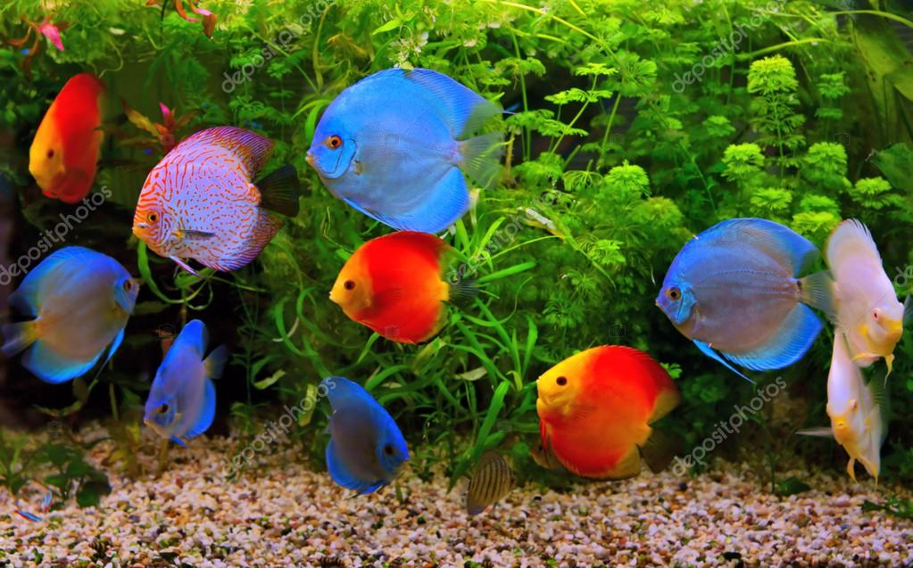 Discus Symphysodon Multi Colored Cichlids In The Aquarium The Freshwater Fish Native To The Amazon River Basin Royalty Free Photo Stock Image By C Mirekkijewski