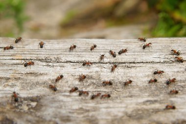karınca (formica rufa), kırmızı ahşap karınca, Güney ahşap karınca veya at karınca da bilinen boreal bir üyesidir, fotoğraf karıncalar üzerinde ahşap arka plan olarak bir günlük