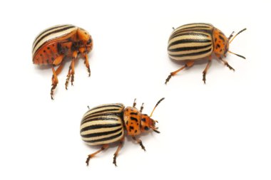 Colorado patates colorado beetle, on şeritli spearman, on-çizgili Patates böceği veya patates böceği da bilinen beetle (Bakanlıkça tavsiye)