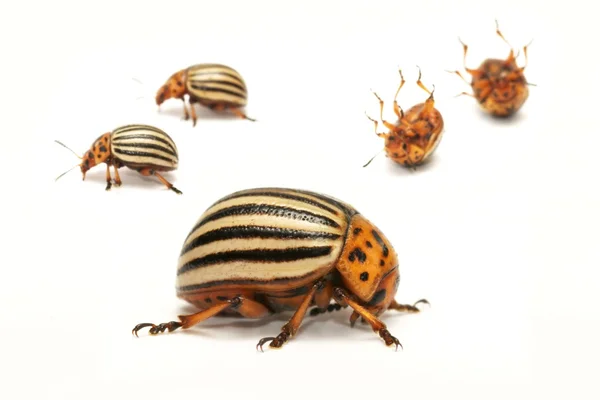 Colorado potato beetle (Leptinotarsa decemlineata), also known as the Colorado beetle, the ten-striped spearman, the ten-lined potato beetle or the potato bug — Stock Photo, Image