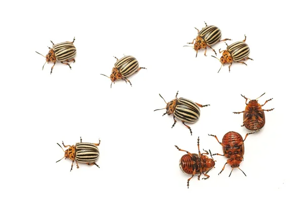 Escarabajo de la patata de Colorado (Leptinotarsa decemlineata), también conocido como el escarabajo de Colorado, el lanzador de diez rayas, el escarabajo de la patata de diez líneas o el insecto de la patata — Foto de Stock
