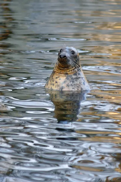 Sigillo grigio (Halichoerus grypus), animale che emerge dall'acqua, come sfondo — Foto Stock