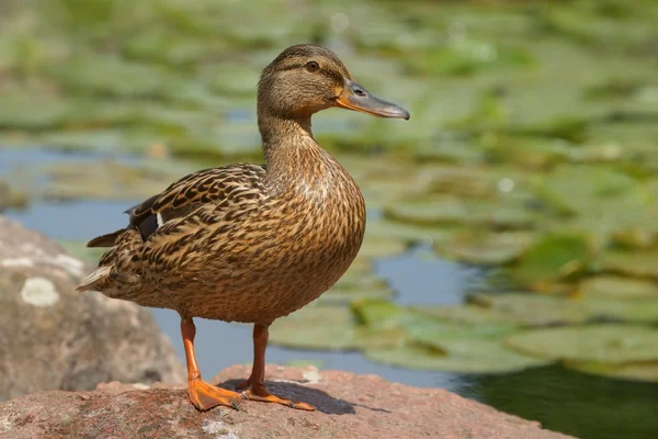 Mallard duck (Anas platyrhynchos), female — Stock Photo, Image