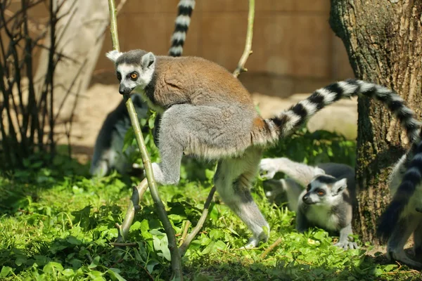 Lemur białogłowy (Lemur catta)) — Zdjęcie stockowe