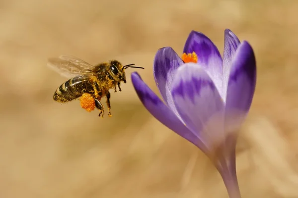 Honigbienen (apis mellifera), Bienen, die im Frühjahr über die Krokusse fliegen Stockbild