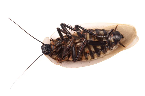 Cucaracha (Blaberus craniifer), acostada boca arriba sobre un fondo blanco — Foto de Stock