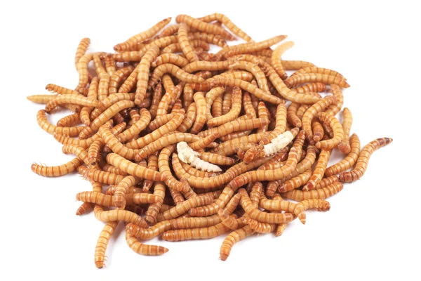 Beetle Mealworm (Tenebrio molitor), larva e pupa em um fundo branco, Mealworms são tipicamente usados como fonte de alimento para répteis, peixes e animais de estimação . — Fotografia de Stock