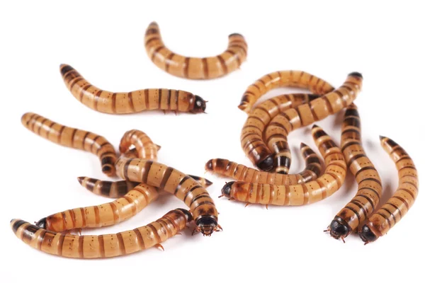 Supergusano, zofobas (Zophobas morio), larvas sobre fondo blanco — Foto de Stock