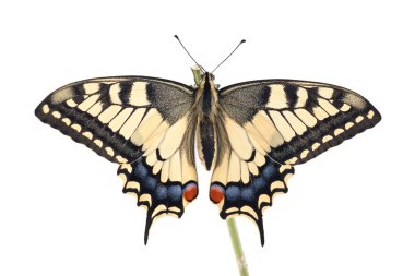 Eski Dünya (papilio machaon) swallowtail kelebek tüm beyaz zemin üzerinde bir dal üzerinde tünemiş.