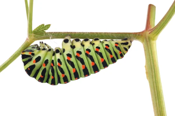 Gamla världen swallowtail (papilio machaon) fjäril, larv förbereder för omvandling av puppan — Stockfoto