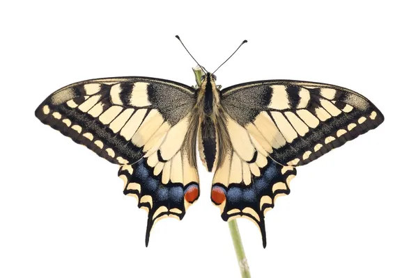 Gamla världen swallowtail (papilio machaon) fjäril uppflugen på en kvist på en vit bakgrund — Stockfoto
