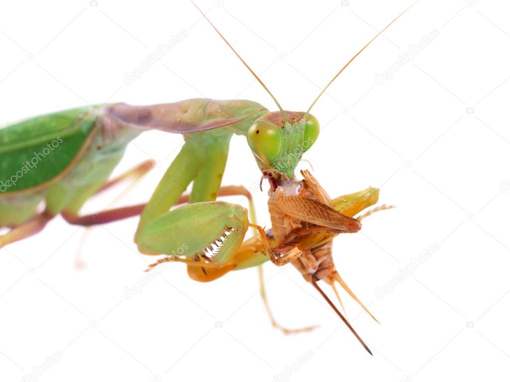 Guinean mantis (Sphodromantis gastric), male eating crickets, isolated on white background