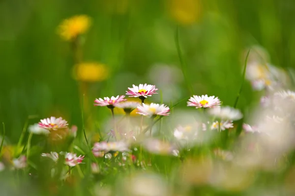 Margherita (Bellis), fiori nel prato come sfondo, primavera — Foto Stock