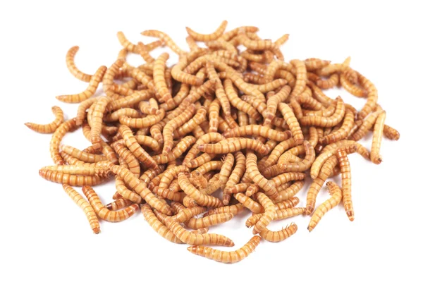 Escarabajo gusano de la harina (Tenebrio molitor), larvas sobre fondo blanco — Foto de Stock