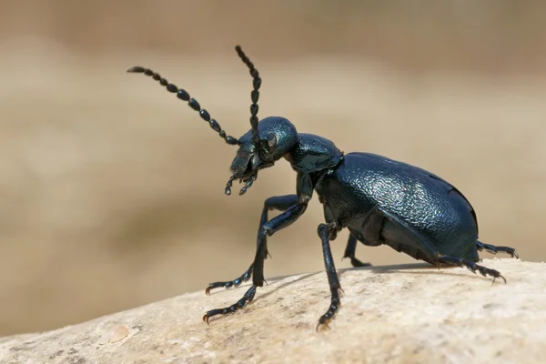 Meloe púrpura, escarabajo — Foto de Stock