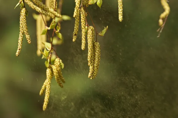 huş (betula pendula), gümüş huş ağacı polen yaymak