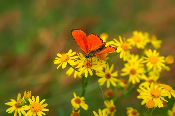 Tembaga langka (Lycaena virgaureae) kupu-kupu pada bunga kuning — Stok Foto