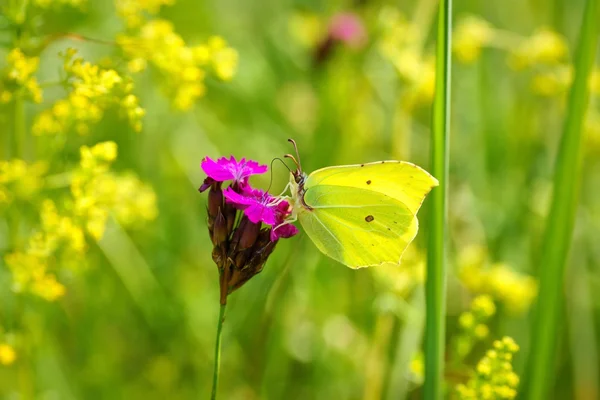 Brimstone (Gonepteryx rhamni), kupu-kupu minum nektar dari bunga kuning — Stok Foto