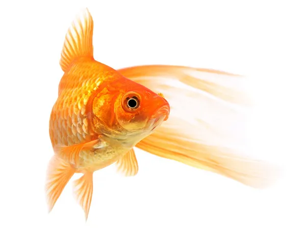 Goldfish em um fundo branco — Fotografia de Stock