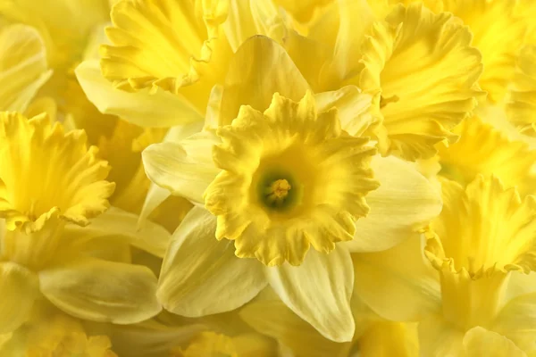 Daffodils, the flowers as a natural background — Stock Photo, Image