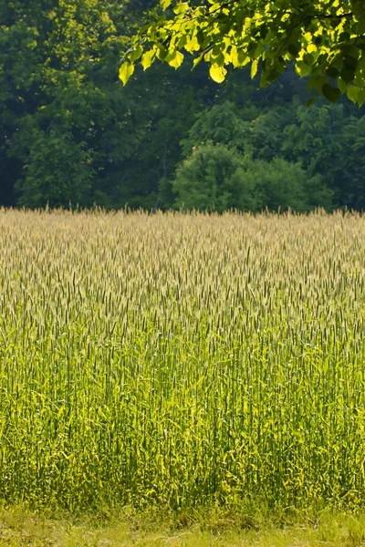 Field of grain as background — Stock Photo, Image