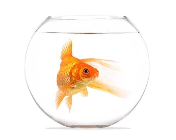 Золота рибка плаває в скляній сфері і на білому тлі — стокове фото