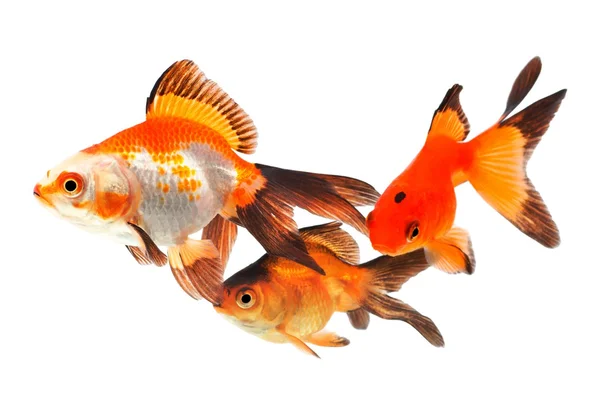 金魚は 白い背景の上の小さな魚のために狩りの大きな魚 ストック写真 C Mirekkijewski