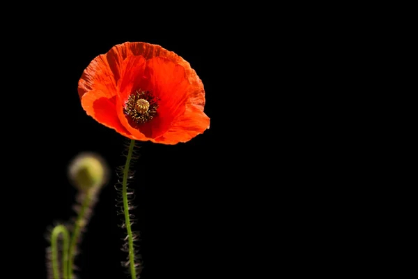 Mohn, Papaver rhoeas (gebräuchliche Namen sind Mohn, Maisrose, Feldmohn, Klatschmohn, roter Mohn, rotes Unkraut, Kokosnuss und aufgrund seines Geruchs, der sie verursachen soll, als Kopf- und Kopfschmerzen. — Stockfoto