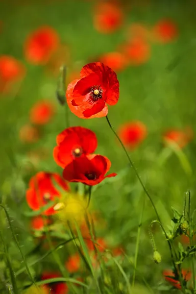 Amapola, Papaver rhoeas (nombres comunes incluyen amapola de maíz, rosa de maíz, amapola de campo, amapola de Flandes, amapola roja, hierba roja, coquelicot, y, debido a su olor, que se dice que les causa, como dolor de cabeza y hea —  Fotos de Stock