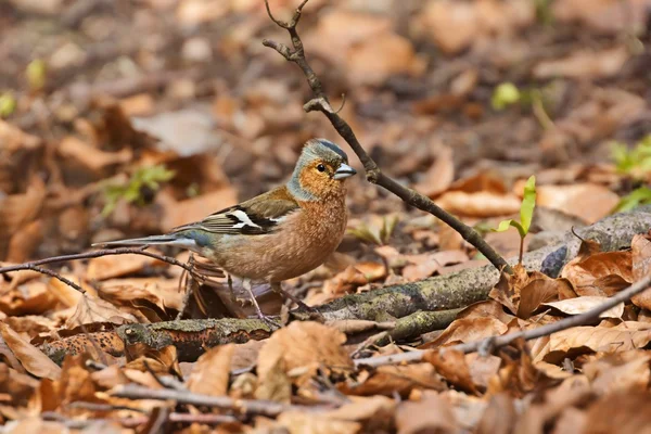 Zięba zwyczajna (fringilla coelebs), mężczyzna, wiosna — Zdjęcie stockowe