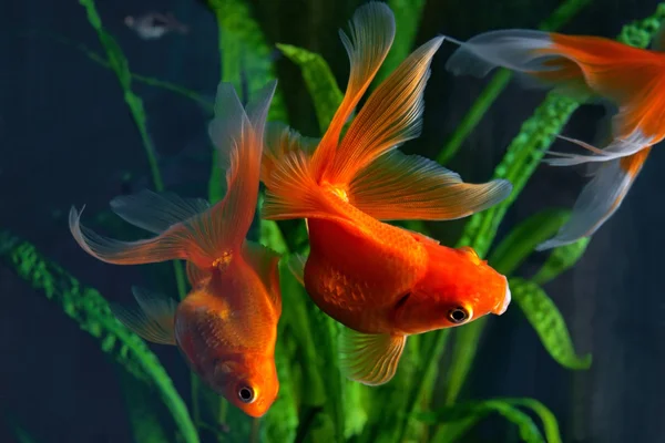 Goldfish, aquário, um peixe no fundo de plantas aquáticas — Fotografia de Stock