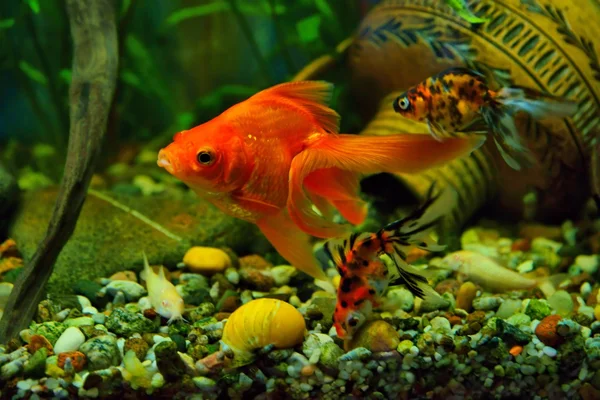 Pez dorado, acuario, un grupo de peces en el fondo de las plantas acuáticas —  Fotos de Stock