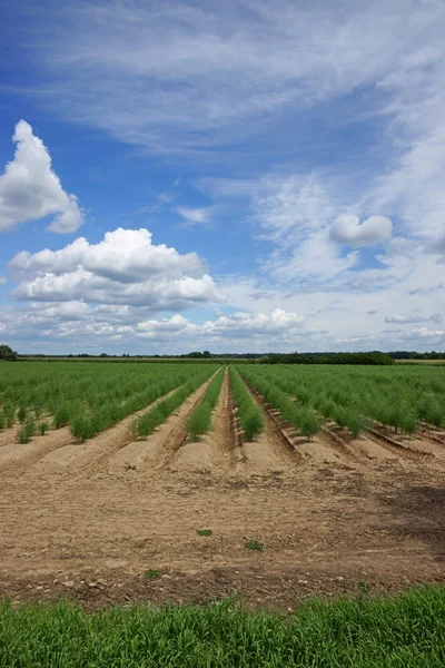 Plantation of asparagus — Stock Photo, Image