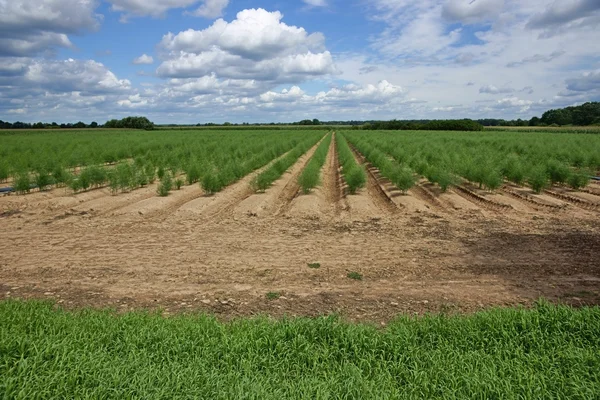 Plantation of asparagus — Stock Photo, Image